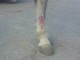 herida-15