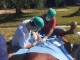 castracion_02