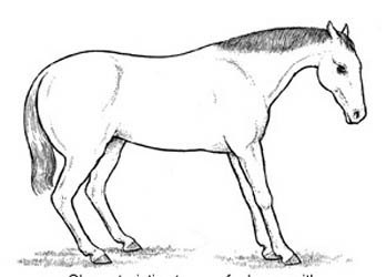 laminitis01