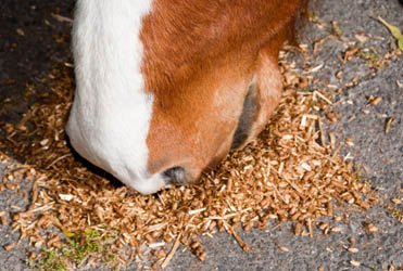 laminitis05