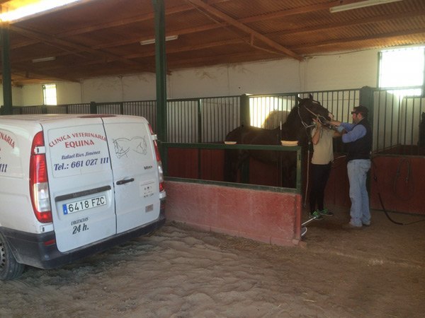 odontologia equina