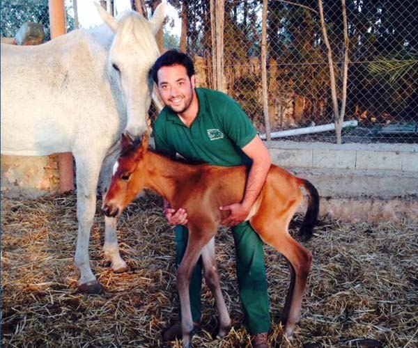 reproduccion equina