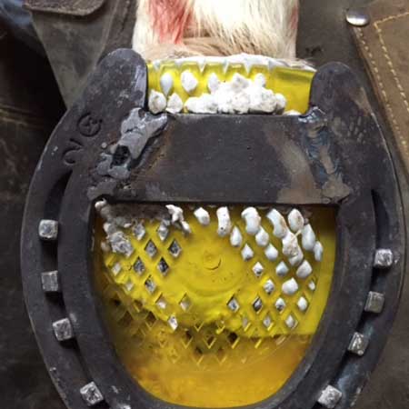 ESPECIALIZACIÓN EN COJERAS